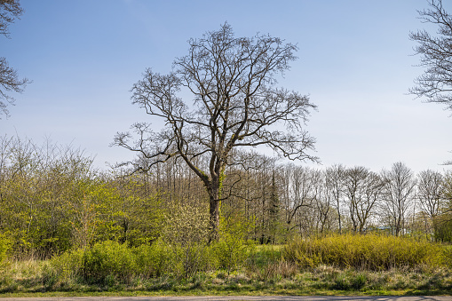Oak tree in early spring in a public park in the early spring outside Herning, which is one of the larger cities on the Danish peninsular Jutland