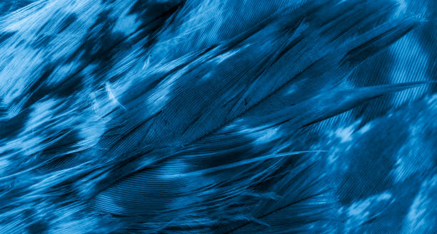 blue hawk feathers with visible detail. background or texture