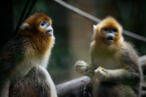 Male and female red-shanked douc langur is sitting in the cage
