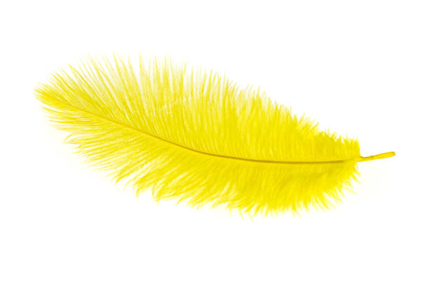istock yellow ostrich feather on a white isolated background 1398131359