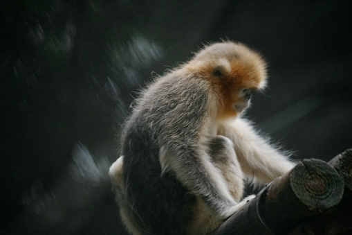 Adult rhesus macaque (Macaca mulatta) sits near the tree in Swayambhunath Stupa area and holds carrot in his paw. \nBulging around the neck looks like a swelling. Animal theme.