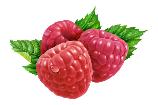 Raspberry Group of 3 vector art illustration