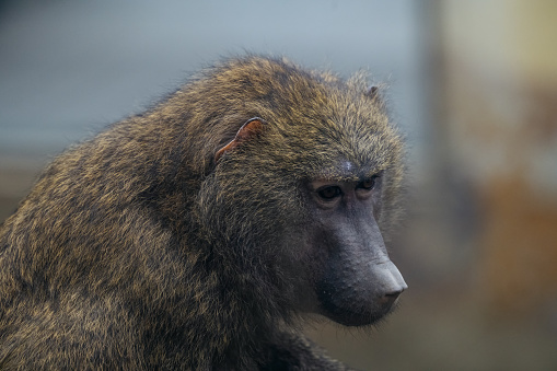 also known as a Cape Baboon, the Chacma Baboon is one of the largest of the Old World monkeys.