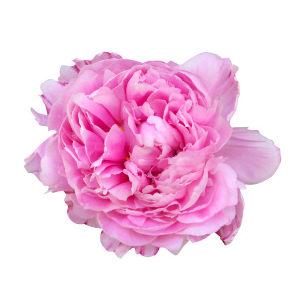 istock Beautiful pink peony on white isolated background. 1398132105