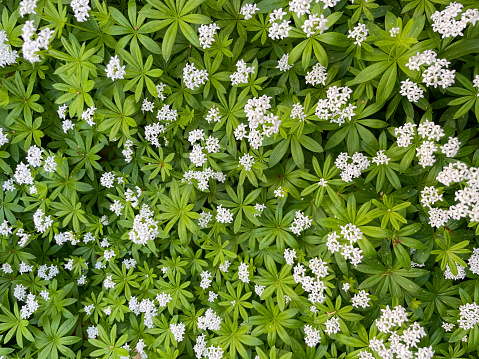 Woodruff (Gium odoratum) in spring