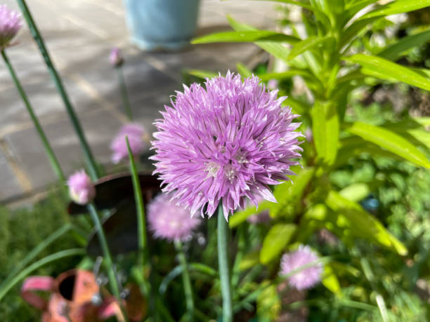 Chives in bloom in the garden Chives in bloom in the garden chives allium schoenoprasum purple flowers and leaves stock pictures, royalty-free photos & images