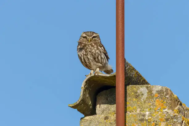 Little owl (Athene noctua) perched on house chimney in late afternoon sunshine and blue sky