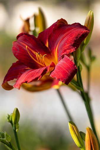 Deep red daylily blossom with selective focus