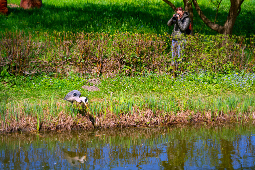 Senior woman, behind the bush photographing Grey heron hunting at edge of water pound in natural environment.