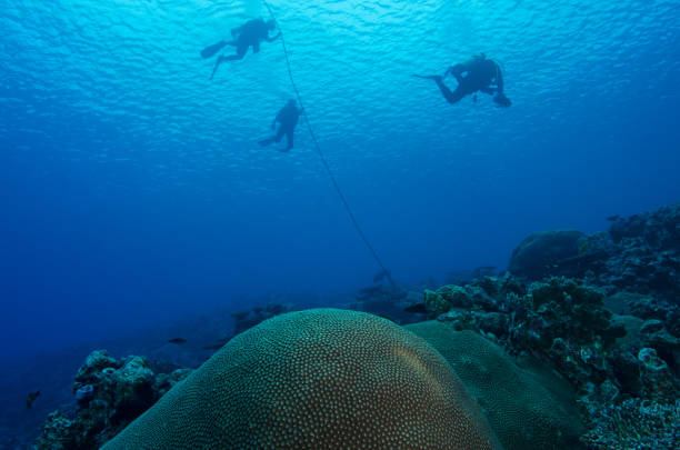 istock scuba divers exploring beautiful coral reef 1398134542