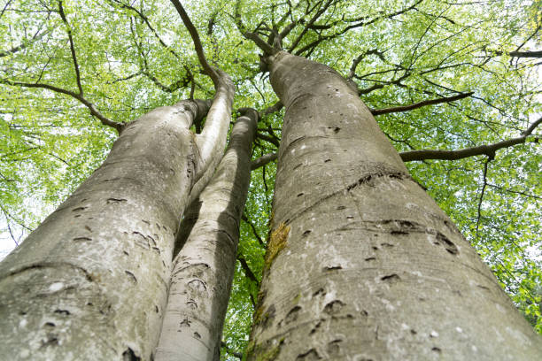 Low angle view of tree with small branches on the top in Ljubljana park Golovec, Slovenia.