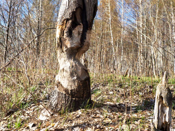 A tree gnawed by a beaver. The concept of conservation.