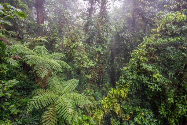 Monteverde Cloud Forest, Costa Rica - May 17, 2022: The Monteverde Cloud Forest Reserve is a Costa Rican reserve located along the Cordillera de Tilarán within the Puntarenas and Alajuela provinces. Named after the nearby town of Monteverde and founded in 1972. The Reserve consists of over 10,500 hectares (26,000 acres) of cloud forest. It draws roughly 70,000 visitors a year. The Reserve consists of 6 ecological zones, 90% of which are virgin forest. A high biodiversity, consisting of over 2,500 plant species (including the most orchid species in a single place), 100 species of mammals, 400 bird species, 120 reptilian and amphibian species, and thousands of insects, has drawn both scientists and tourists alike.