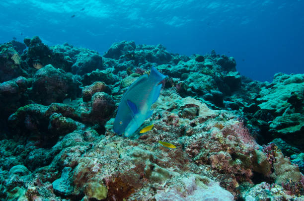 istock bumphead parrotfish feeding on the reef 1398135994