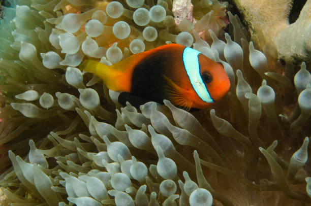 istock Fire clownfish living in an anemone 1398136006