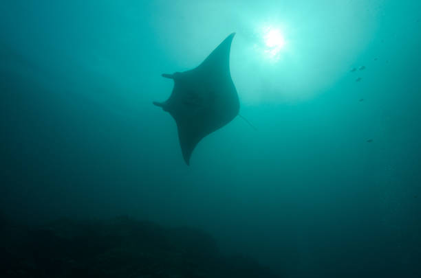 istock manta ray backlit by the sun 1398136011