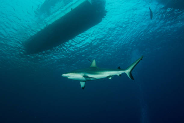 istock blacktip reef sharks swimming under boats 1398136146