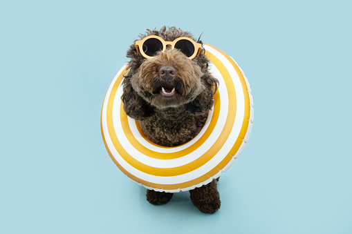 Portrait dog summer, funny poodle puppy inside of a yellow inflatable. Isolateed on blue pastel background