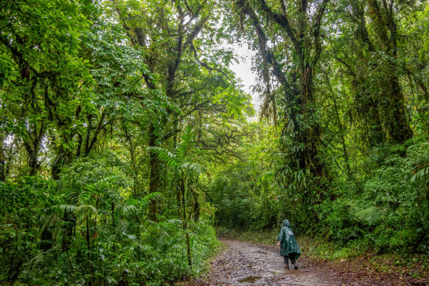 young adult hiking in monteverde cloud forest reserve, costa rica - monteverde cloud forest imagens e fotografias de stock
