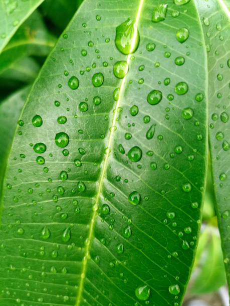 istock Beautiful green leaf with drops of water 1398137883