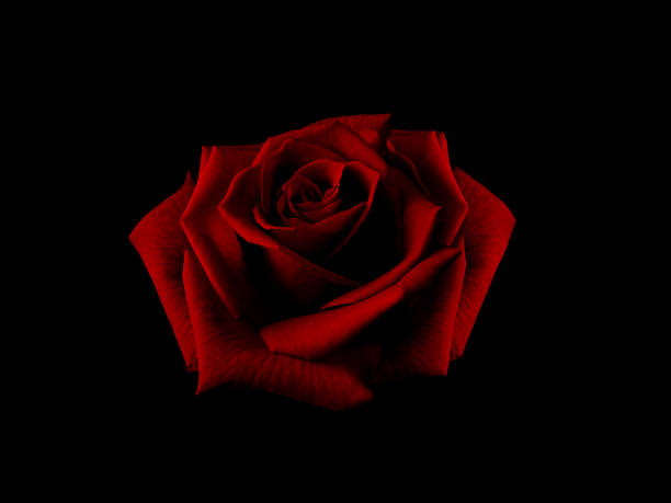 istock Beautiful big rose in the dark red tone on black background 1398137891