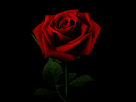 Beautiful big rose in the dark red tone on black background