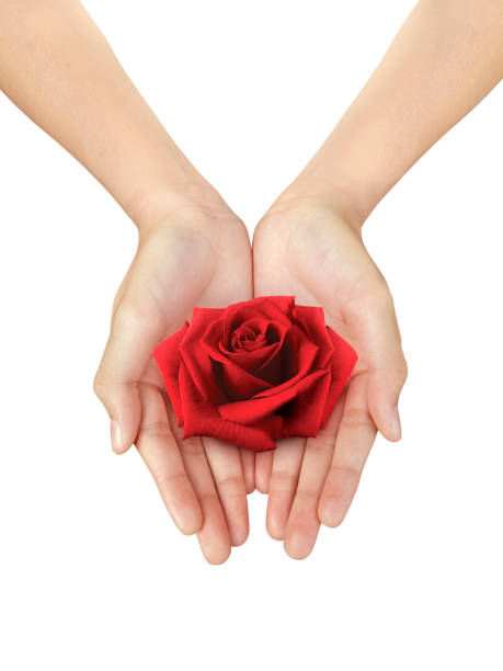 istock Beautiful woman hand holding a red rose on a white isolated background 1398138079