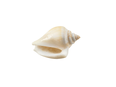 White seashell isolated on white background with clipping path.