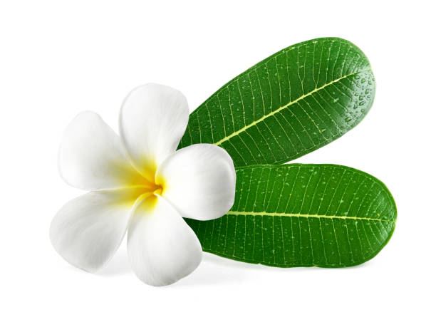 istock Frangipani flowers with leaves isolated on white 1398139482