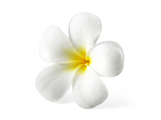 istock frangipani flower isolated on white 1398139490
