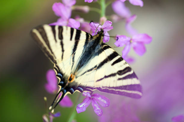 hirondelle papillon - rare queue d’hirondelle - scarce swallowtail photos et images de collection