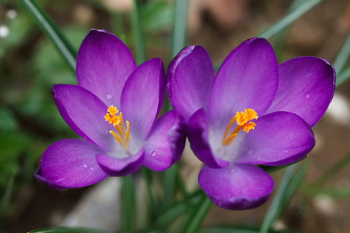 Pair of Saffron Flowers Blooming Close Up