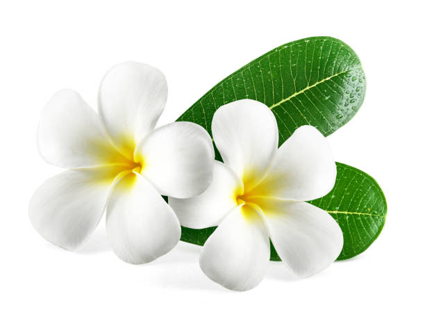 istock Frangipani flowers with leaves isolated on white 1398139707