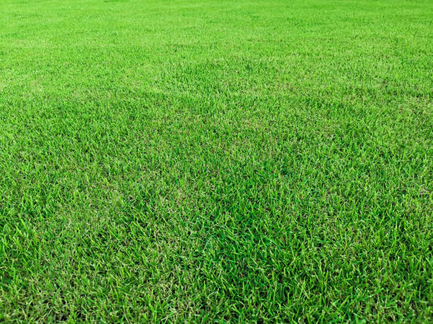 istock Green field of grass background 1398139711
