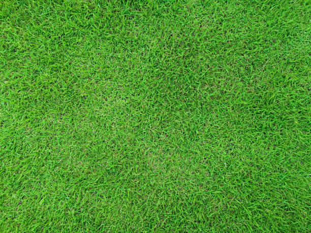 istock green grass field isolated on white background 1398139716
