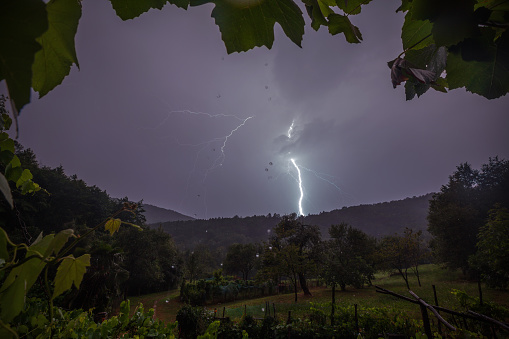 Natural Leafs Frame of a Single Storm Lightning in Rural Location in Slovenia Europe