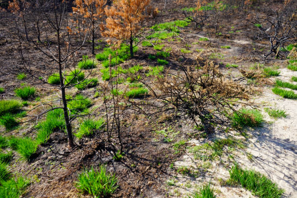 istock Countryside recovering from a forest fire 1398140009