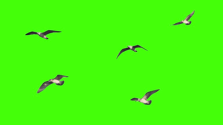 Seagull flies on chroma key