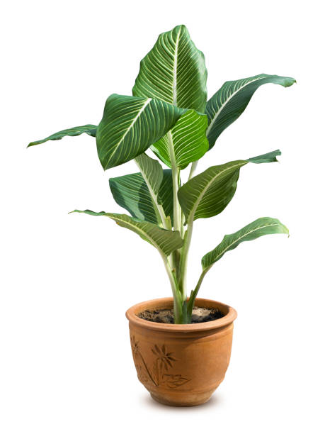 istock Plants in potted isolated over white background 1398140299