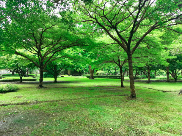 Spring nature defocused blurred background with forest and green grass lawn