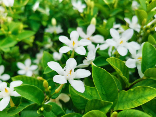 istock White flowers in the morning 1398140963