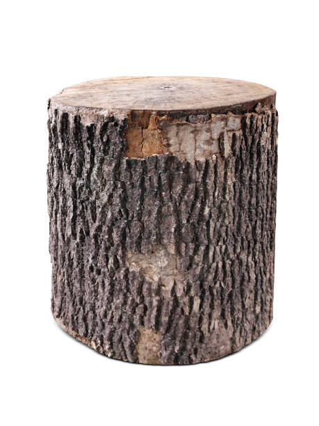 istock Wood log isolated on a white background 1398141022