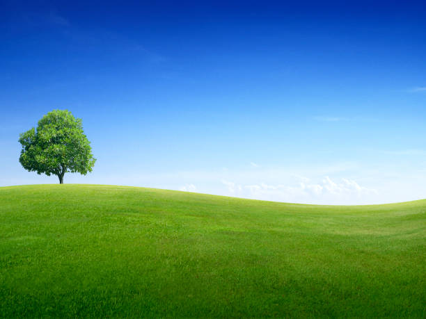 lonely tree on a green green grass field and bright blue sky - landscape tree field solitude imagens e fotografias de stock