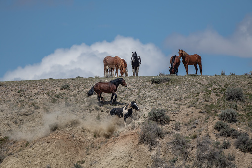 McCullough Peaks wild horses (mustangs) running, chasing, watching at the top of a steep mountain ridge with dramatic clouds behind them, near Cody, Montana in western United States of America (USA).