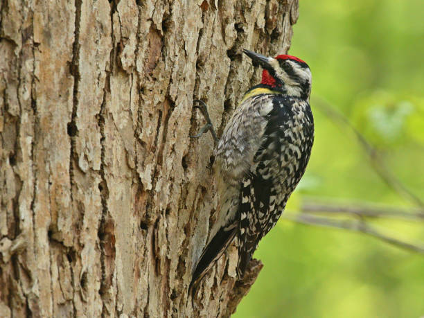 istock Yellow-bellied sapsucker on basswood tree 1398141789