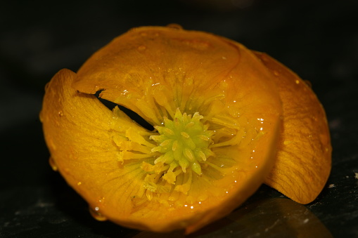 A buttercup flower head yellow and golden in colour
