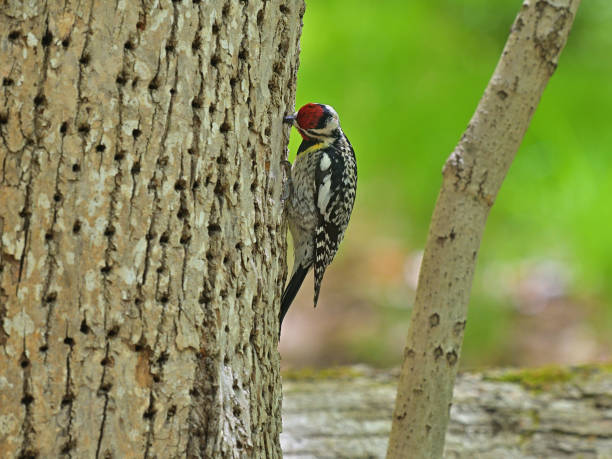 istock Yellow-bellied sapsucker drilling down 1398141829