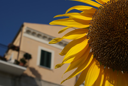 Close up of sunflower, in the background a house with a balcony. Taormina.