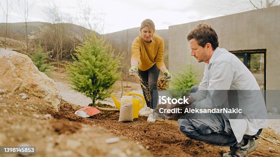 istock Couple planting the seed of grass in their backyard 1398145853