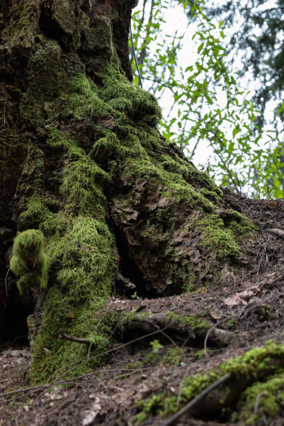 istock Spongy Green Moss Growing on Trees 1398146099
